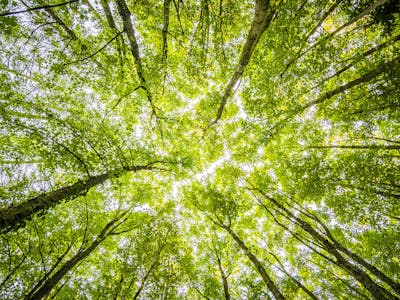 Premium Iron Ore Excellence